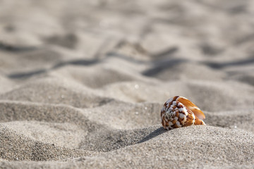 Sea snail shell in sand - 165442534