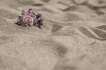 Sea snail shell in sand - 165442549