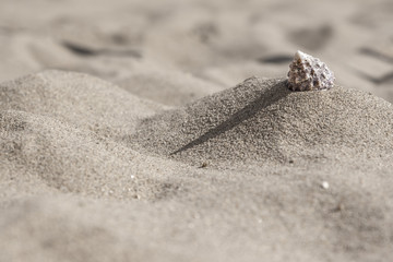 Sea snail shell in sand - 165442555