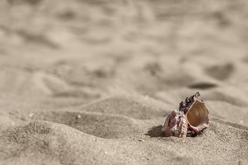 Sea snail shell in sand - 165442566