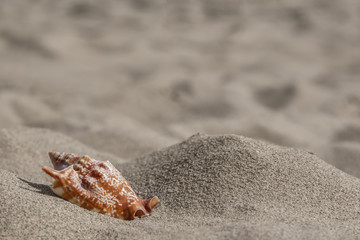 Sea snail shell in sand - 165442571
