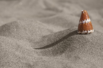 Sea snail shell in sand - 165442589