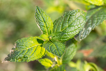 Nahaufnahme marokkanische Minze