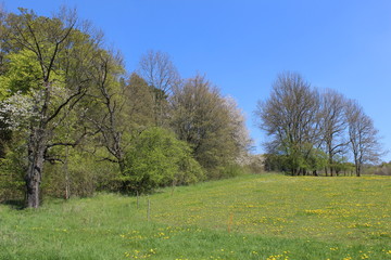 Frühling am Wackenhof