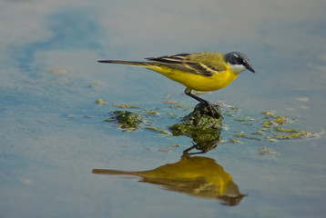cutrettola (Motacilla flava cinereocapilla) - riflesso nello stagno