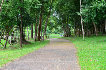 walk way in the garden