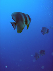 Platax Maldives 2
