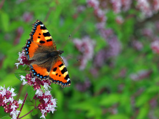 Aglais urticae