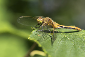 Green darner