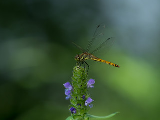 ウツボグサの花のアキアカネ