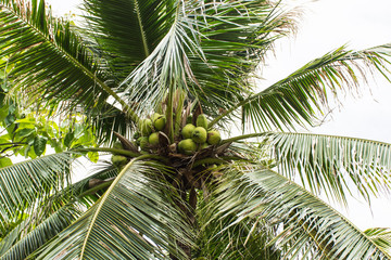 Obraz premium Young coconut on tree,selective focus.