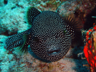 Tetrodon Maldives1
