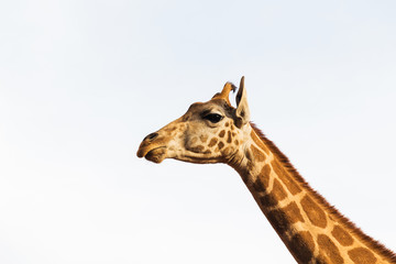 giraffe in africa