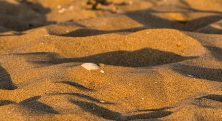 Seashell on beach sand summer 