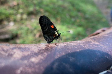 Fototapeta na wymiar Schmetterling nahe Salente, Zona Cafetera, Kolumbien