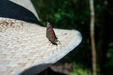 Fototapeta na wymiar Schmetterling nahe Salente, Zona Cafetera, Kolumbien