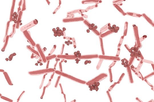 Bacteria Lactobacillus Or Lactic Acid Bacteria 3d Illustration