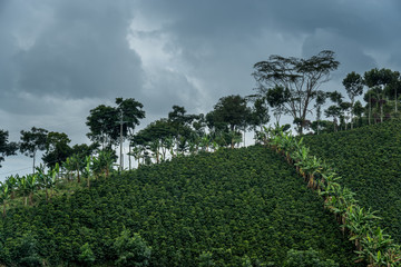 Fototapeta na wymiar Kaffeeplantage nahe Salente, Zona Cafetera, Kolumbien