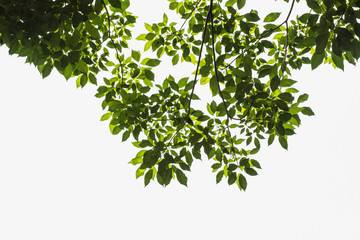 Green tree leave on white in garden,selective focus.