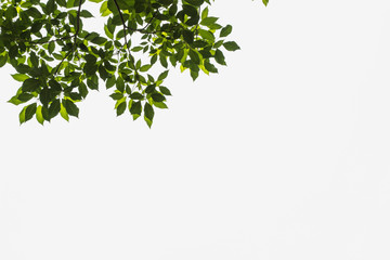 Green tree leave on white in garden,selective focus.