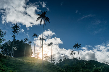Quindio-Wachspalmen im Valle de Cocora,nahe Salente, Zona Cafetera, Kolumbien