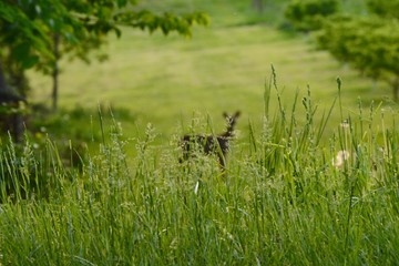 Silhouette of Deer in Field