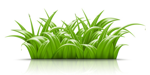 Summer green grass, vector realistic illustration