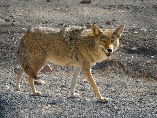 Lone Coyote (Canis Latrans) hunting in the Death Valley  National Park, USA.