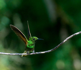 Kolibri mit offenen Flügel im Reserva Natural Acaime nahe Salente, Zona Cafetera, Kolumbien