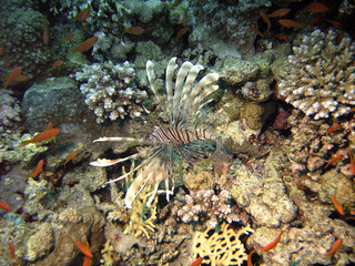 Lion fish1