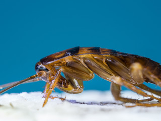 Close up Cockroaches are eating the white cream of the cookie, the blue background words. The Cockroaches are carriers of the disease.