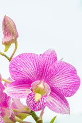 Fototapeta na wymiar Purple orchid, Dendrobium.
