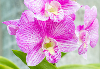 Purple orchid, Dendrobium.