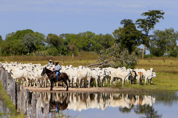 Fazenda de gado