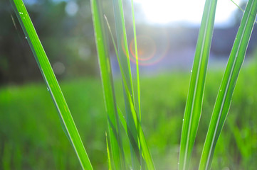 Green rice plant closeup for background