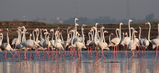Fototapeta premium Flock of Greater Flamingos at Bhigwan