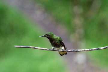 Kolibri im Reserva Natural Acaime nahe Salente, Zona Cafetera, Kolumbien