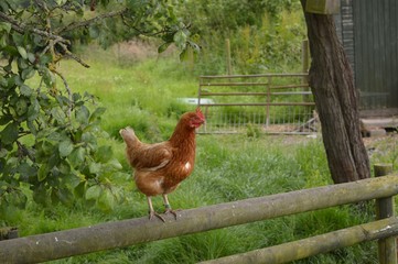 Chicken on a wooden fence.