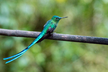 Kolibri im Reserva Natural Acaime nahe Salente, Zona Cafetera, Kolumbien