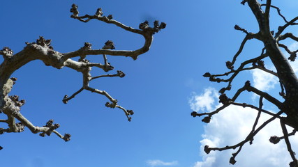 Abgeschnittene Äste der Bäume ragen in den Himmel