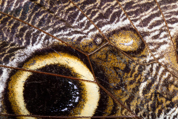 owl butterfly close up