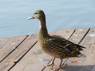 Duck on Dock