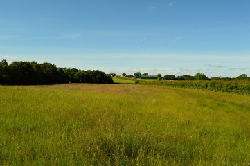 Country field in Wales with long grass.