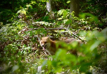 Fox in the Woods 