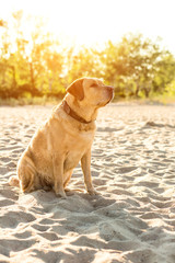 Yellow Labrador Retriever sitting on the beach, green trees is in the background. Sun flare