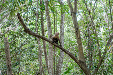 Titi-Äffchen im Trockenwald des Tayrona Nationalpark, Kolumbien