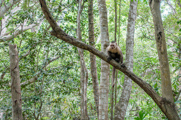 Titi-Äffchen im Trockenwald des Tayrona Nationalpark, Kolumbien