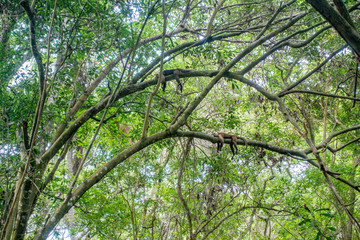Titi-Äffchen im Trockenwald des Tayrona Nationalpark, Kolumbien