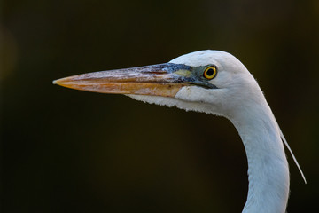 HERON