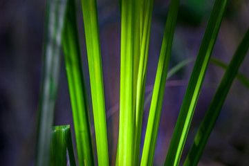 Fototapeta premium Green grass extreme closeup on dark blurred background